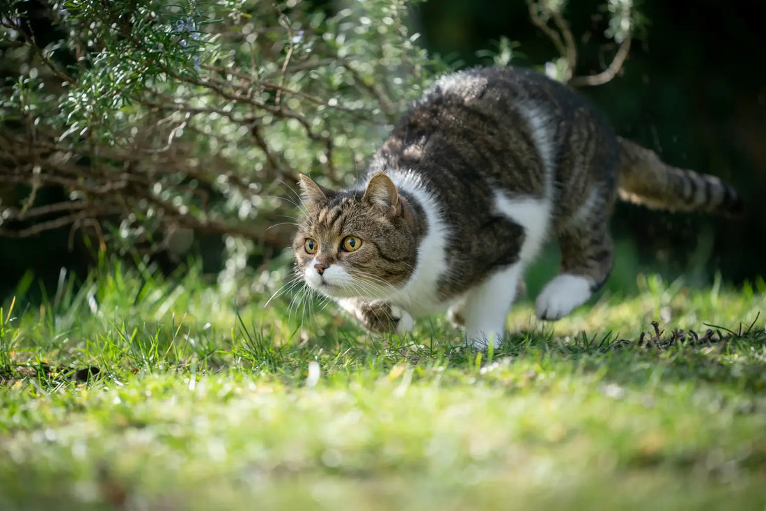 Why Do Cats Bring Dead Animals Home? Understanding Cat Hunting Behavior