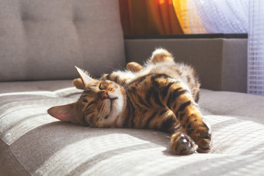 10 Tips for Keeping Your Home Clean from Outdoor Cat Gifts