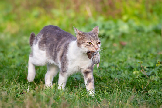 The Hidden Dangers of Pets Bringing Wildlife Indoors